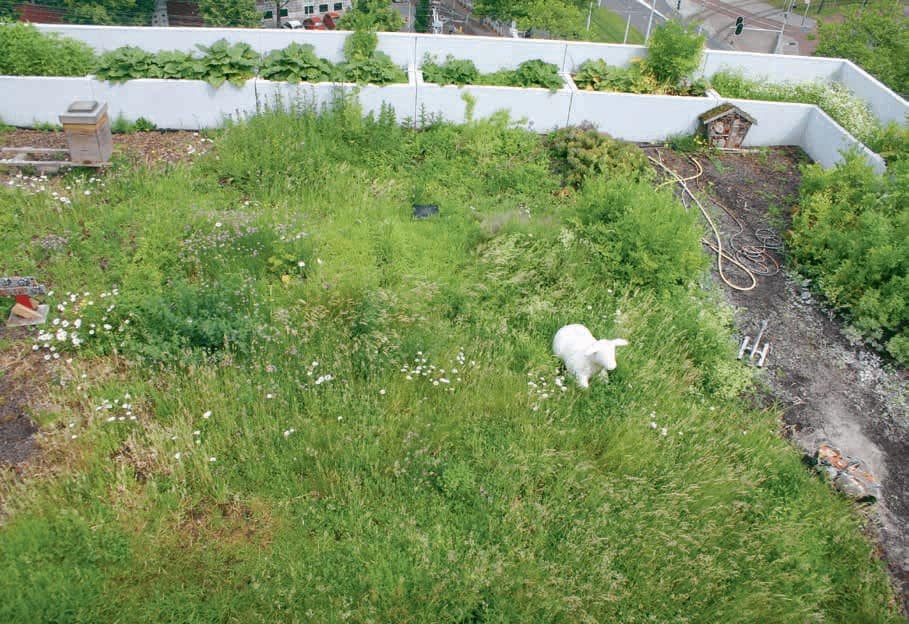 Groen dak met schaap